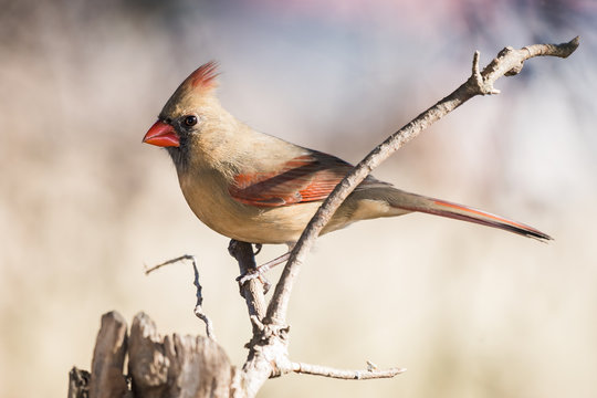Female Northern Cardinal (Cardinalis cardinalis)