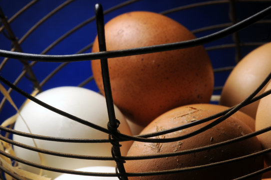 Huevo alimento Uova Ձու սննդամթերք Egg matv&aelig;li as food Яйцо пищевой продукт &Auml;gg  livsmedel Trứng thực phẩm Jajko kulinaria Ei  voeding