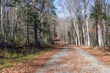 Road through the wilderness