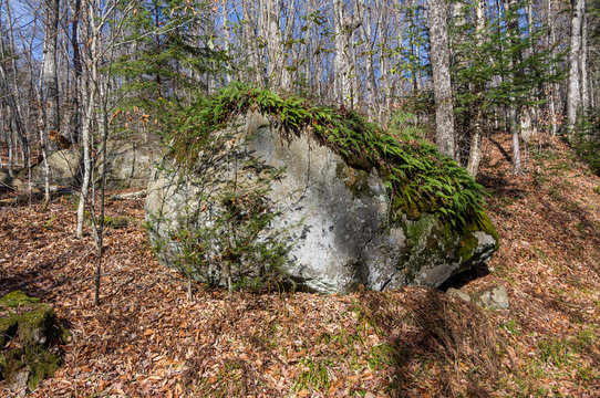 ferns and moss growing on a large bolder