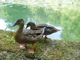 Two ducks on the edge of a pond