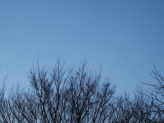 冬の枯れ木と青空　雲一つない晴天,Winter,dead tree and blue sky