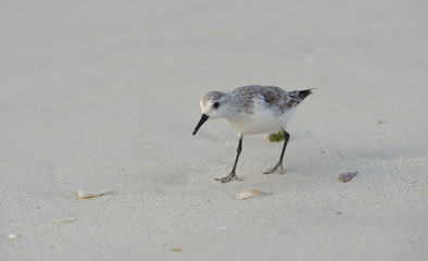 gabbiano spiaggia
