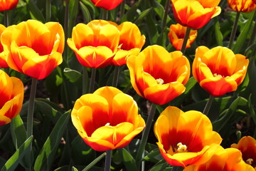 tulipes