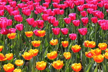 tulipes