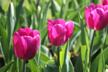 tulipes
