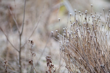 Winter Seed Head