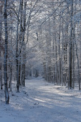 forët en hiver