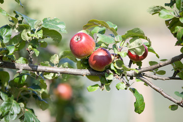 Obstbaum mit reifen Äpfeln. Apfelbaum mit Früchten