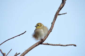 local birds