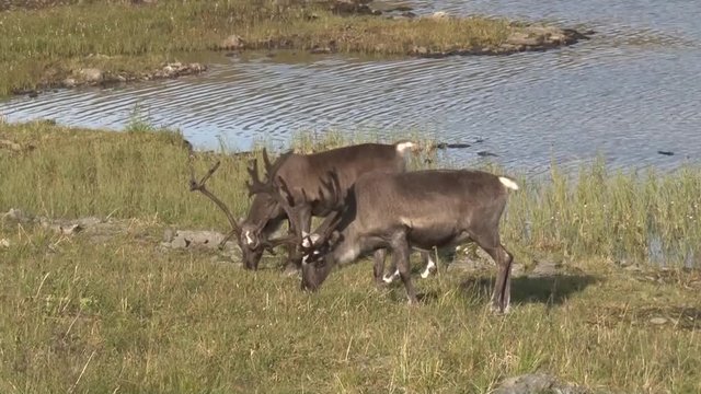 Norwegen, Norge, Nordkapp, Nordkap, Finnmark, Mager&oslash;ya, Mager&oslash;y, Ren, Rentier, Rentierherde, Hirsch, Hirschart, Nordeuropa, Arktis, Barentsee, Lappland, Samen