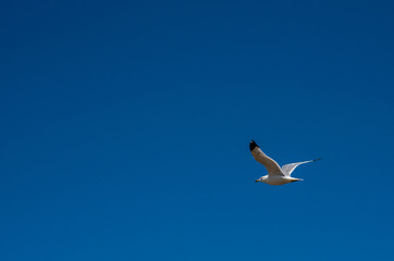 lone gull flying