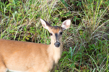 White Tail deer on the dunes in Outer Banks North Carolina
