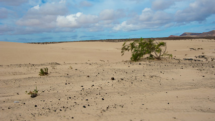 Desolate landscape of desert in Fuerteventura