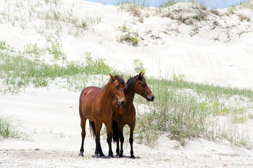 Wild Colonial Spanish Mustangs on the northern Currituck Outer Banks