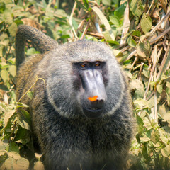Male olive baboon - Scientific name: Papio anubis. Walking through the bushes with a orange...