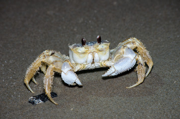 Ghost crab on the beach