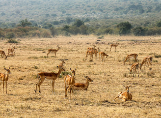 Fototapeta na wymiar Large herd of Female Impalas - Scientific name: Aepyceros melampus in Eastern Africa