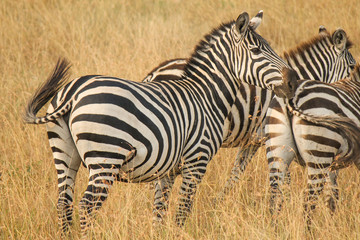 Fototapeta na wymiar Herd of Plains Zebra - Equus quagga - in Kenya's Masaai Mara Game Reserve.jpg