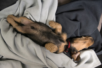 Wire haired miniature dachshund puppy Rudi sleeping on his back
