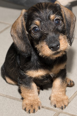 Wire haired miniature dachshund puppy Rudi sitting on floor tiles looking at you