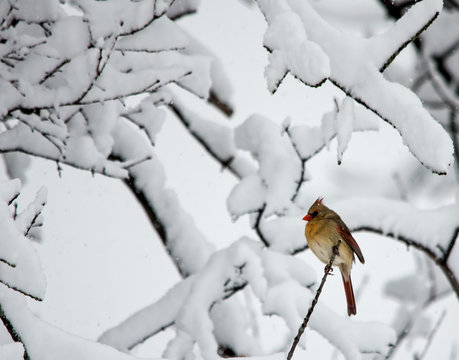 Spring Snow storm with snow on the trees and a female cardinal