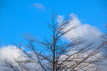 Bare-branched tree top with blue sky background and fair-weather clouds
