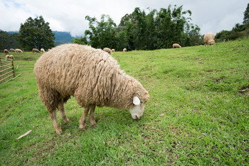 Sheep eating grass on the mountain.