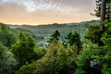 Sequoia and pine trees in Guernewood Park