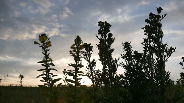 Tramonto in Olanda del Nord