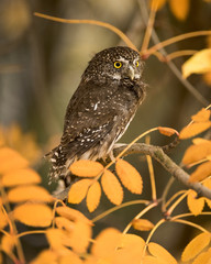 Pygmy Owl 
