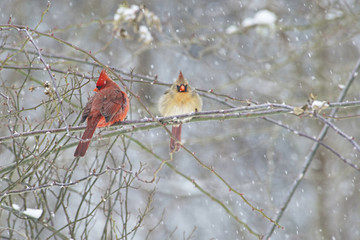Male and female Cardinals perch together on a snowy branch.