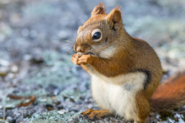 American Red Squirrel (Tamiasciurus hudsonicus)  enjoys a snack on a sunny day