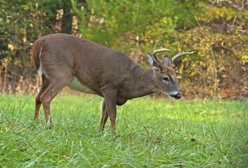 White Tailed Deer Buck is a young male growing his antlers.