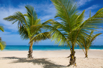 Plakat Drei Palmen am Strand. Kleine Palmen stehen im Sand am Meer. Hintergrund der leicht bewoelkte Himmel.