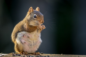 Expecting American Red Squirrel (Tamiasciurus hudsonicus) appears to be smiling as she enjoys a snack