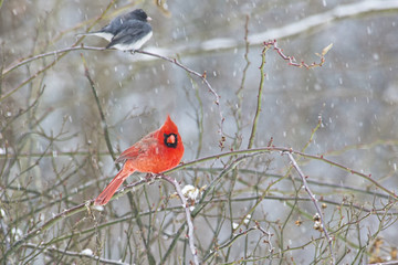 Male Cardinal is perched on a snowy branch.