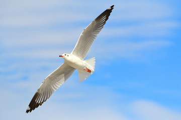 Seagull flying in beautiful sky.