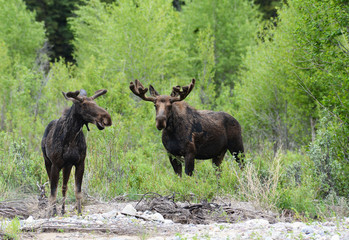 A pair of Moose feeding on willows around a river.