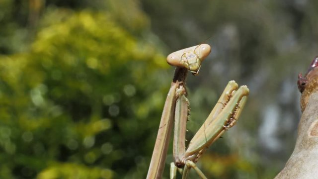 a praying mantis insect turns its head and looks towards the camera