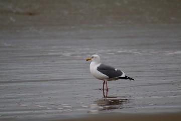 Seagull at the Seaside