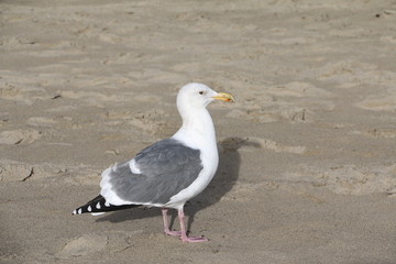 Seagull