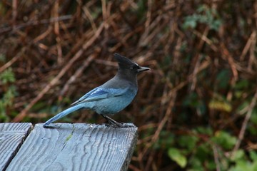 Steller's Jay