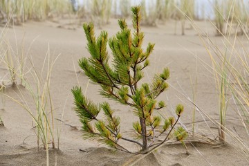 The Littlest Christmas Tree