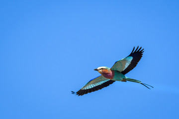 Lilac-breasted Roller flying with wings spread wide open, against a bright blue sky, Botswana, Africa
