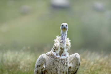 CAPE VULTURE (Gyps coprotheres)  Showing sub adult plumage. Southern Drakensberg, kwazulu Natal, 
