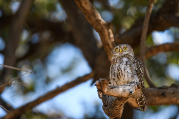 Pearl-Spotted Owlet perched in a tree looking out over the distance, Botswana, Africa
