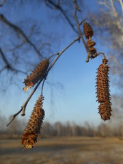 birch sprouts on the branches in the spring