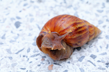 closeup snail on terrazzo floor background with copy space add text