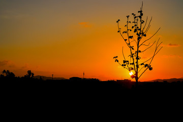 silhouette tree time sunset in beautiful sky twilight time